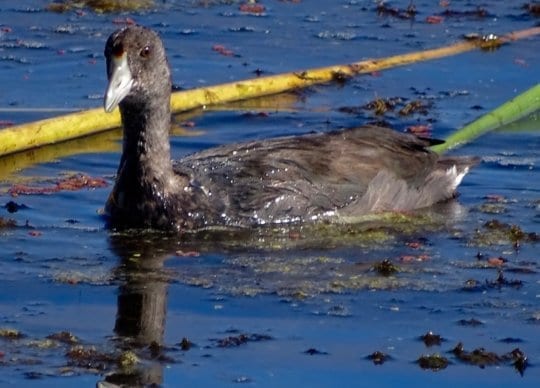American Coot, Chapter 3 of Bob Dyer’s Blog