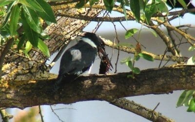 Belted Kingfisher