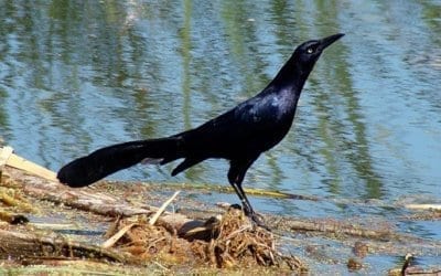 Great-tailed Grackle