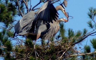 Chapter 5 of Bob’s Wetland History and our Birds – Great Blue Heron.