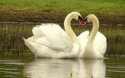 Chapter 6 of Bob’s Wildlife and Birds – Mute Swans