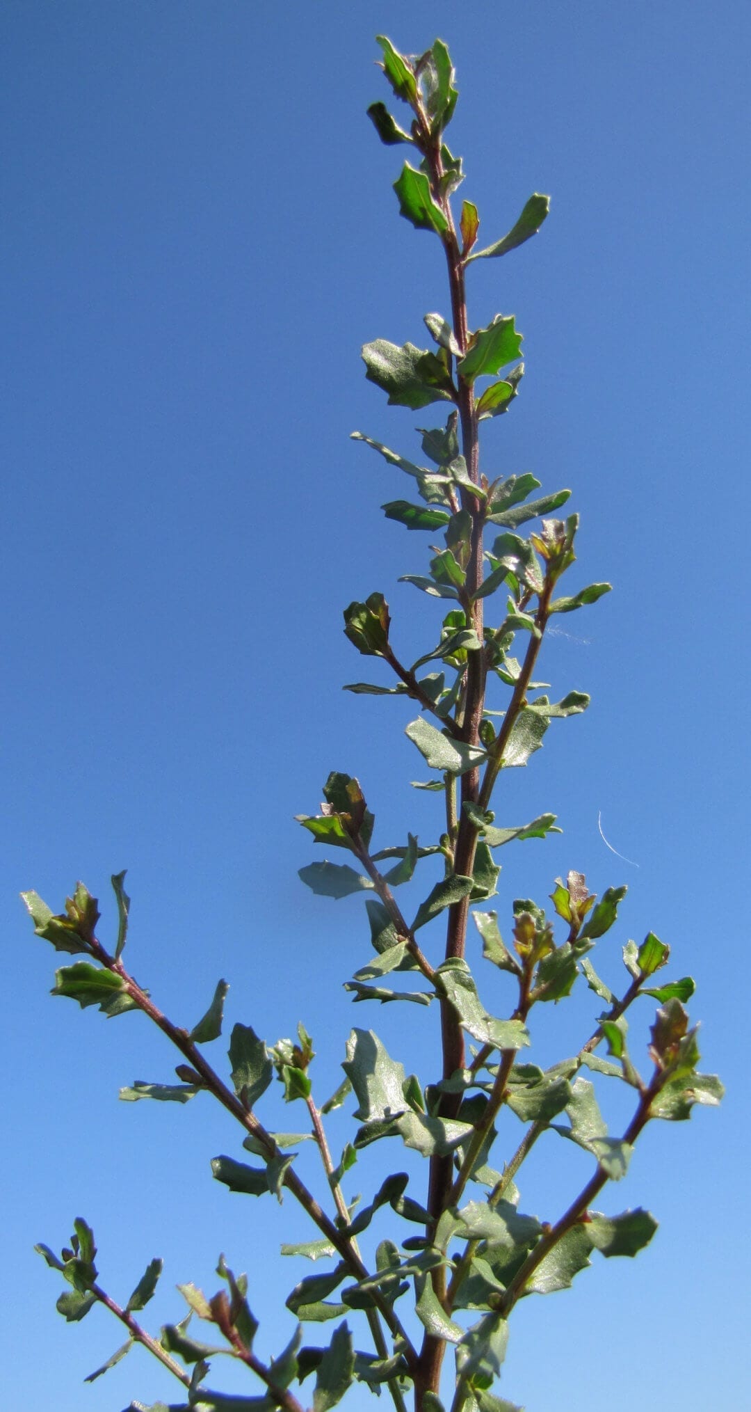 Native Plants - Coyote Bush, Baccharis pilularis | Petaluma Wetlands ...