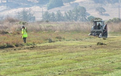 Pickleweed maintenance at Shollenberger Park