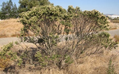 Native Plants – Coyote Bush, Baccharis pilularis