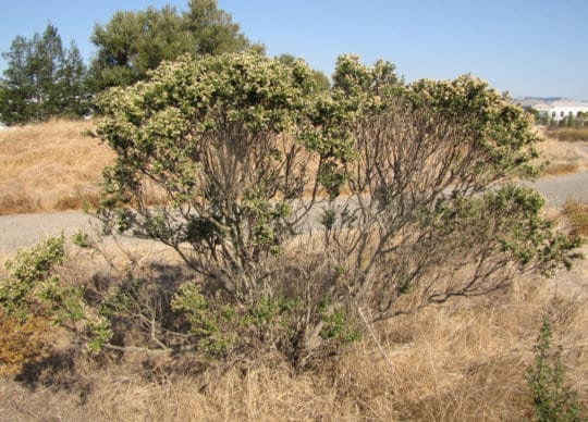 Native Plants – Coyote Bush, Baccharis pilularis