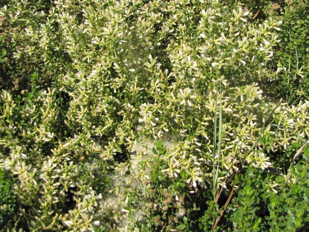 Native Plants - Coyote Bush, Baccharis pilularis | Petaluma Wetlands ...