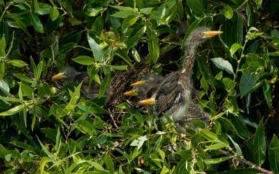 Green Heron Chicks