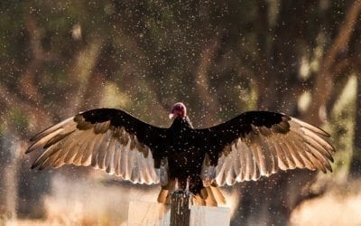 Midges surrounding turkey vulture