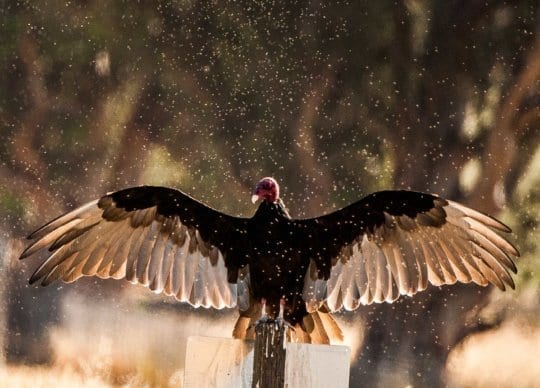 Midges surrounding turkey vulture