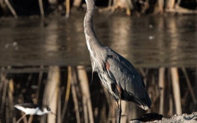 Great Blue Heron