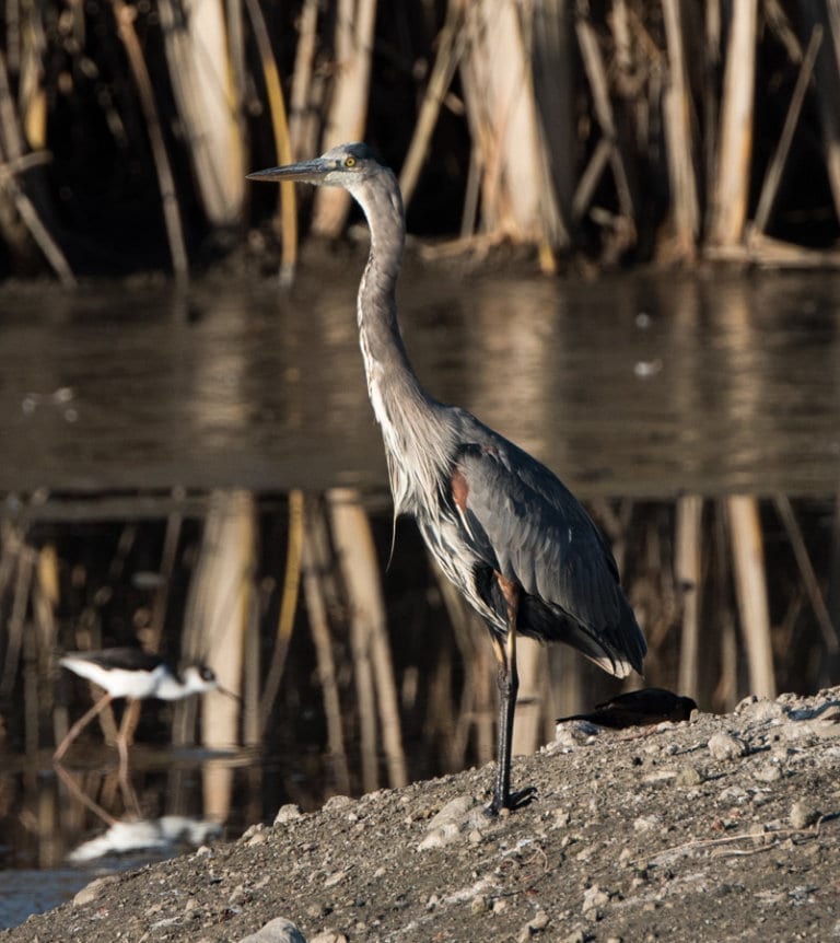 Great Blue Heron | Petaluma Wetlands Alliance