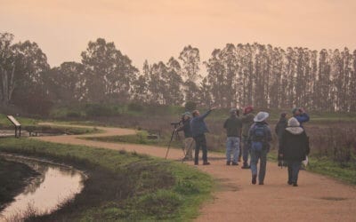 Monthly Bird Survey at Ellis Creek: January 2019