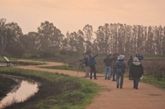 Birding Ellis Creek