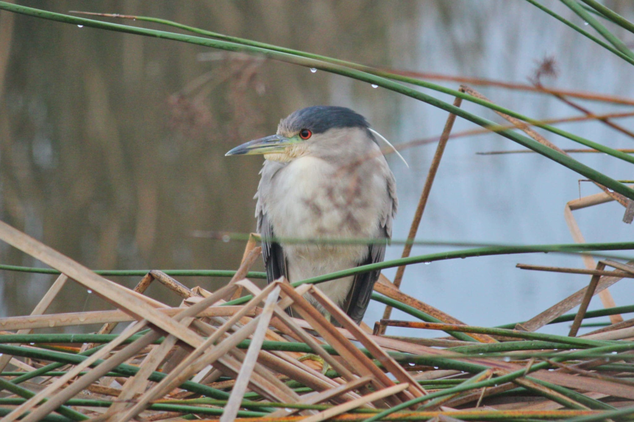 Black-crowned Night Heron at Ellis Creek