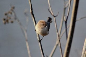 Female Bushtit at Shollenberger Park