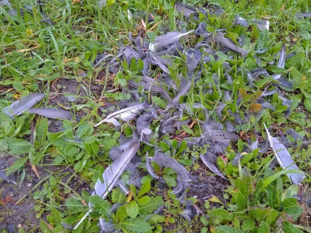 Feathers of dead bird at Ellis Creek, Petaluma California