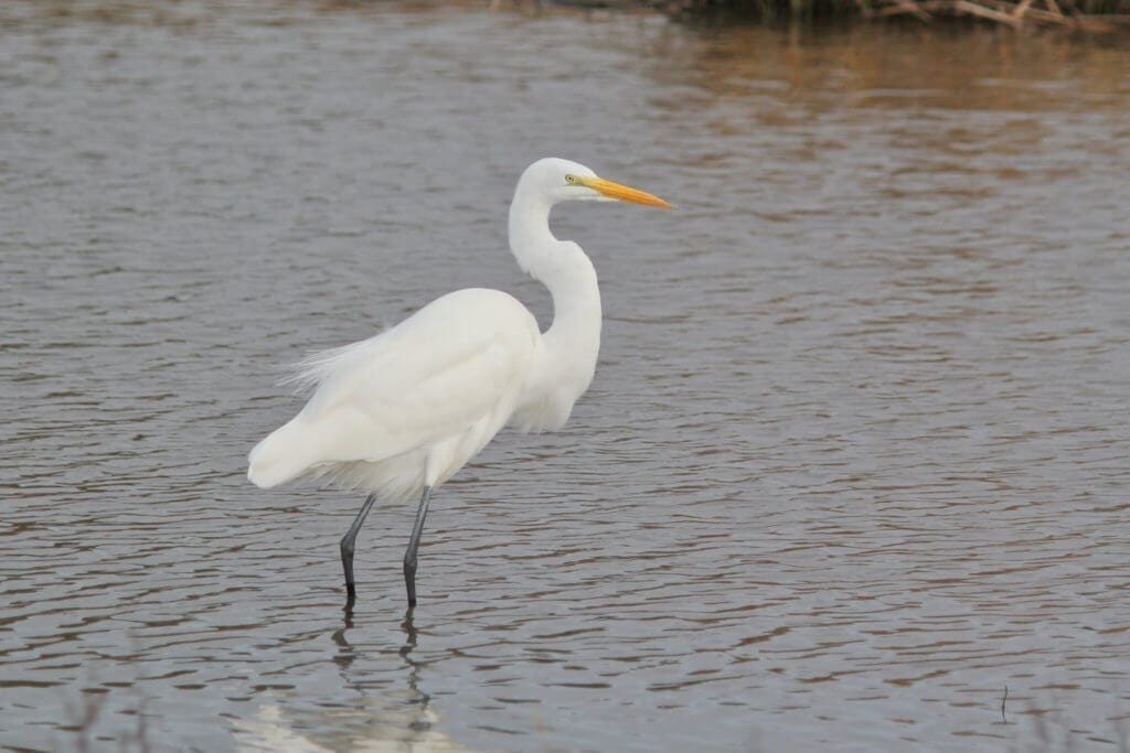 Great Egret at Ellis Creek