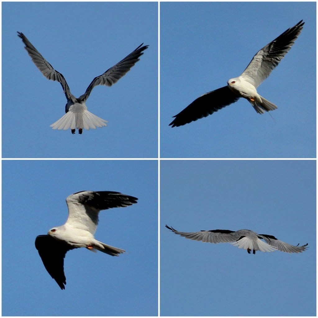 White-tailed Kite flight collage from Shollenberger Park