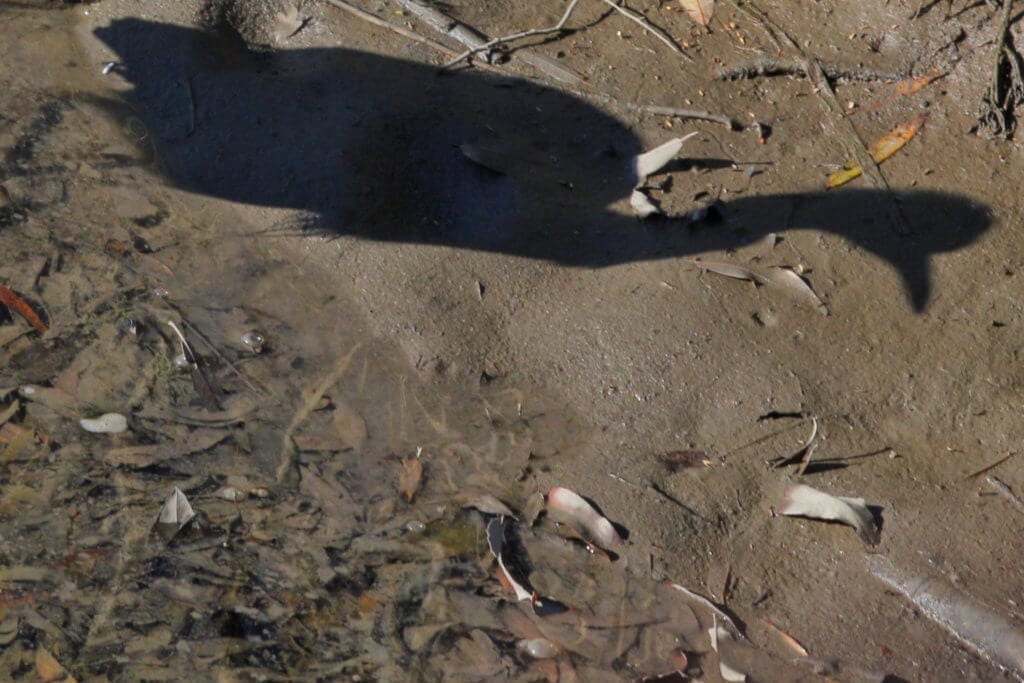 Mystery Shadow at Shollenberger Park