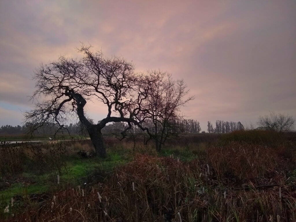 Oak tree sunrise at Ellis Creek