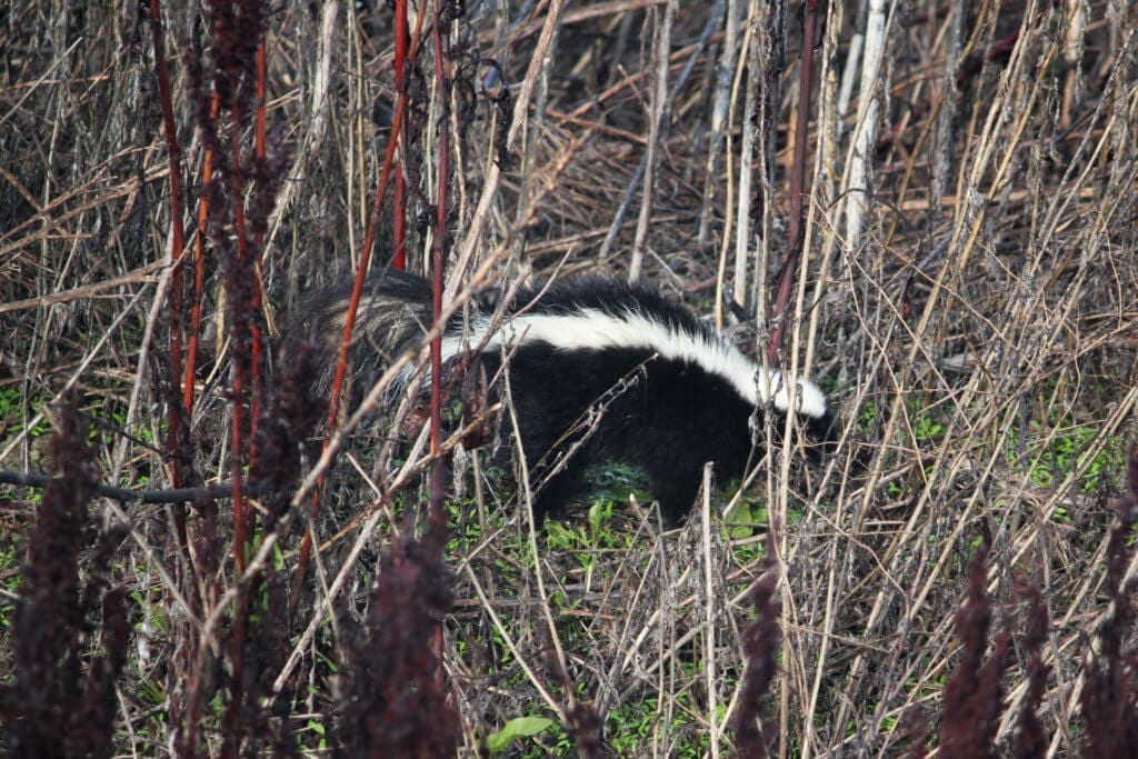 Striped skunk at Shollenberger Park