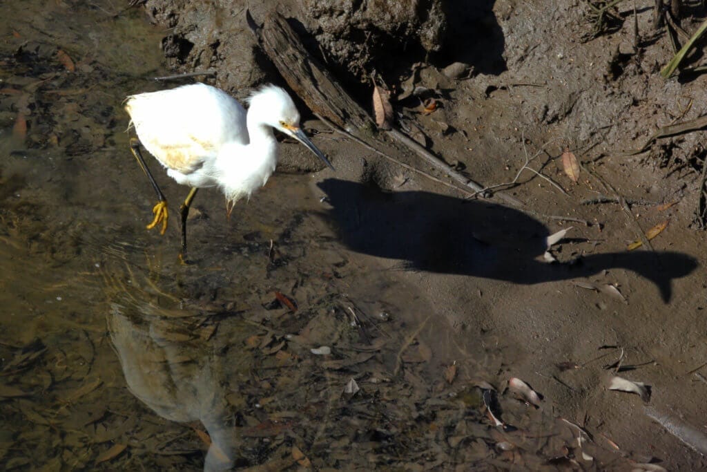 Snowy Egret at Shollenberger Park