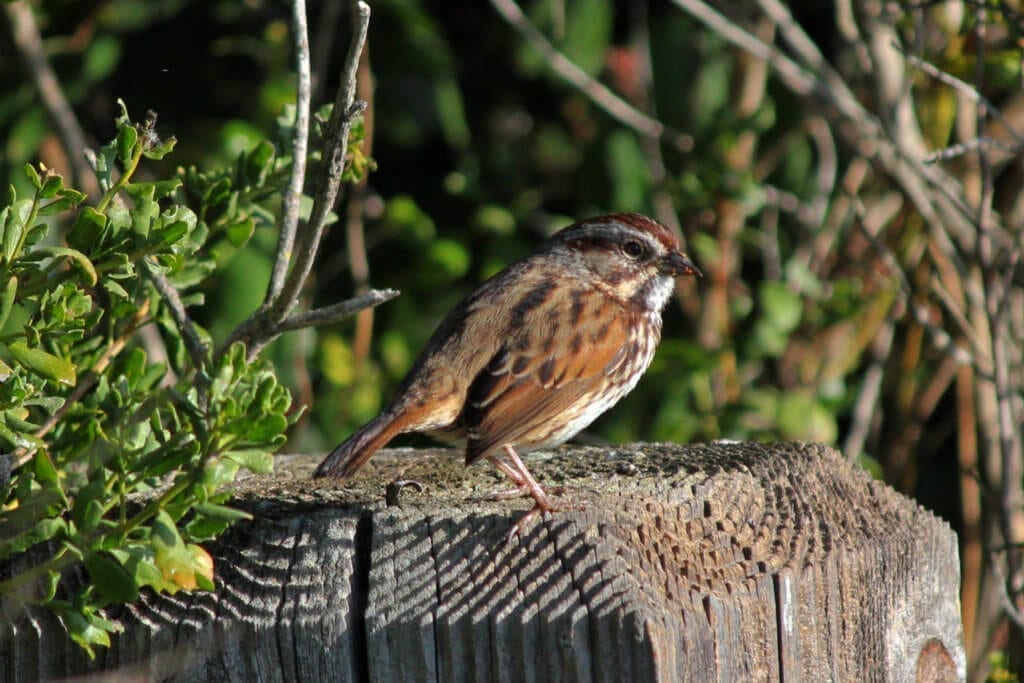 Song Sparrow at Shollenberger Park