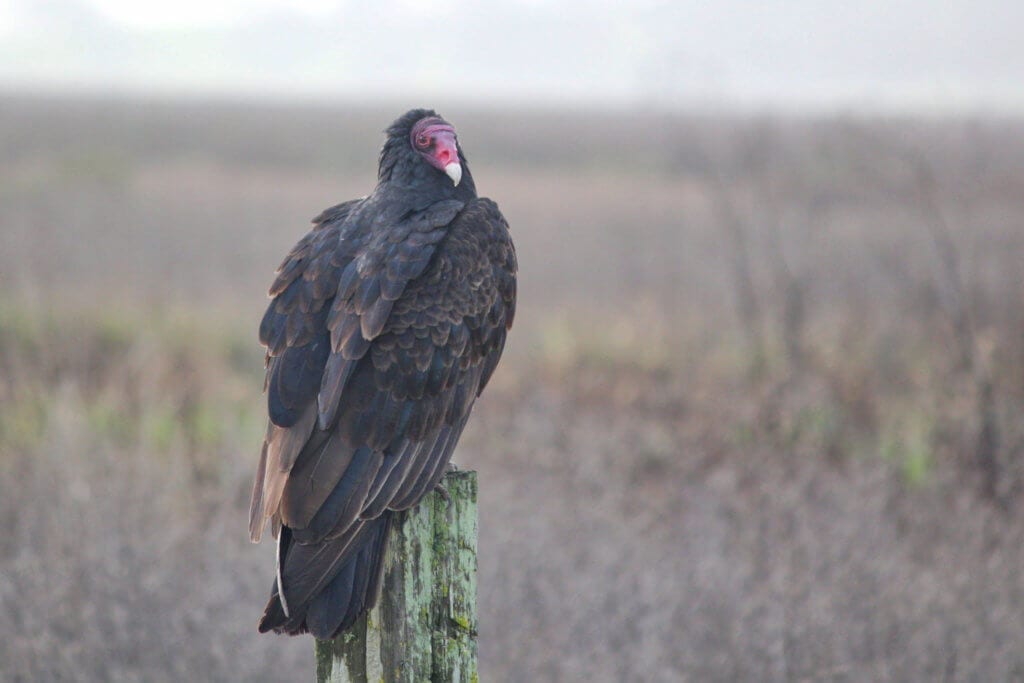Turkey Vulture at Ellis Creek