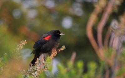 Monthly Bird Survey at Shollenberger: February 2019