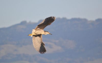 Monthly Bird Survey at Ellis Creek: March 2019