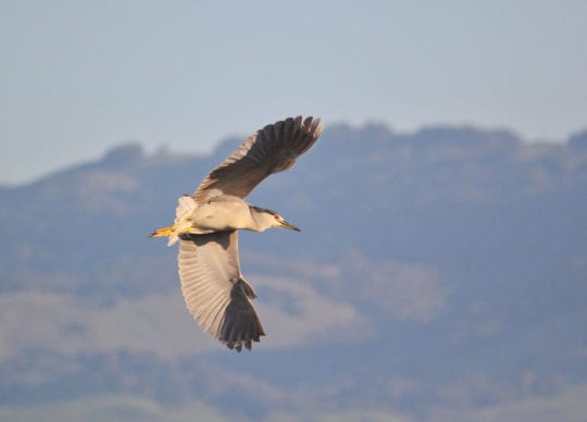 Monthly Bird Survey at Ellis Creek: March 2019
