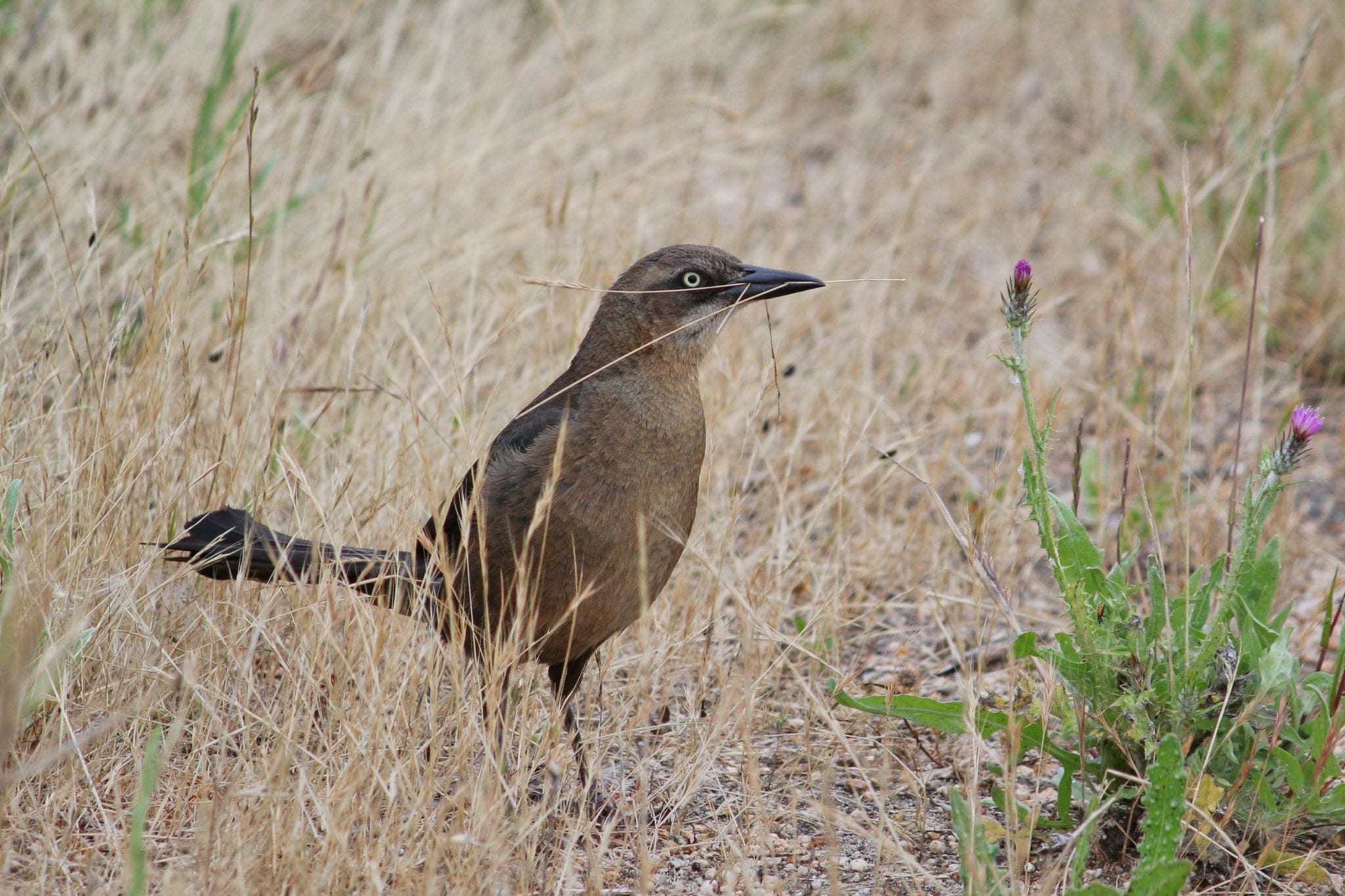 Monthly Bird Survey at Ellis Creek: May 2019 | Petaluma Wetlands Alliance