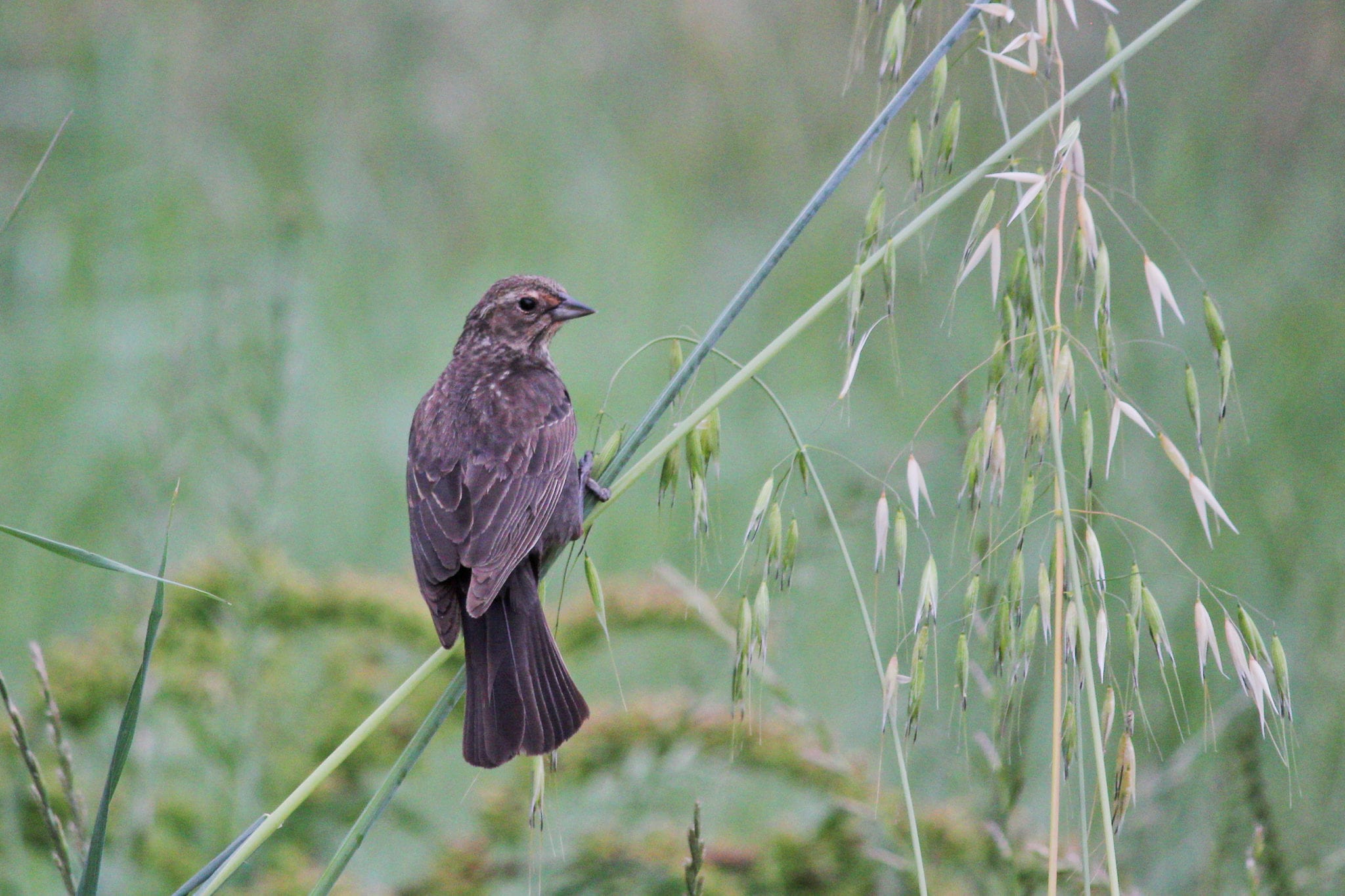 Monthly Bird Survey at Ellis Creek: May 2019 | Petaluma Wetlands Alliance