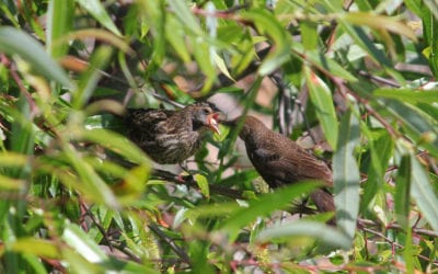 Monthly Bird Survey at Shollenberger: June 2019