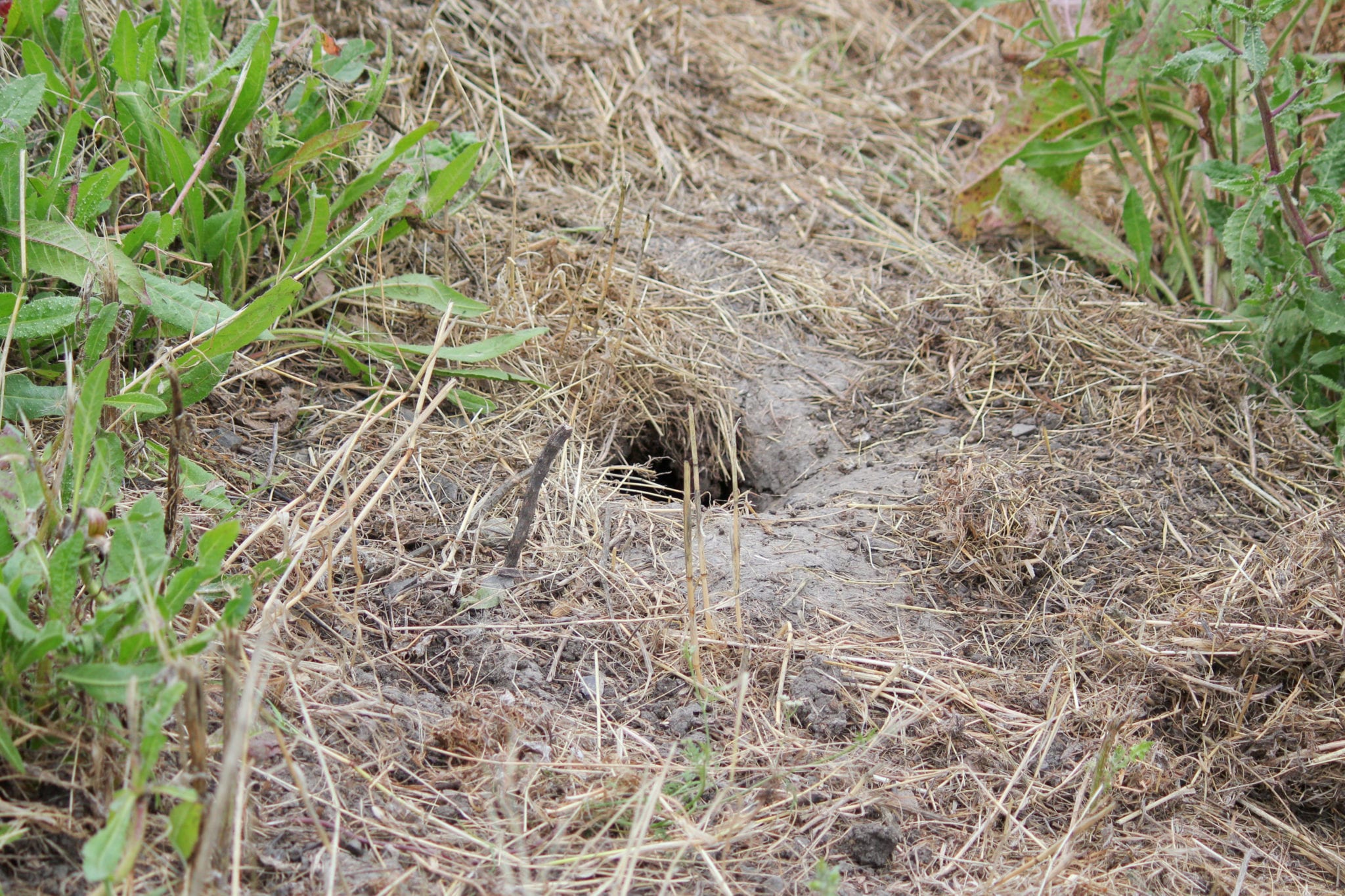 Monthly Bird Survey at Ellis Creek: May 2019 | Petaluma Wetlands Alliance