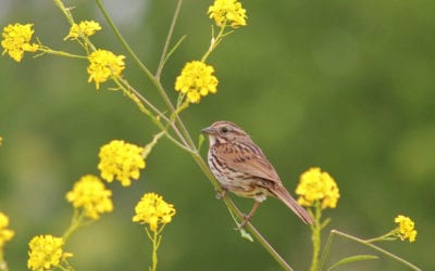 Monthly Bird Survey at Ellis Creek: May 2019