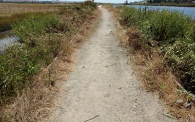 Trail work on Alman Marsh Path