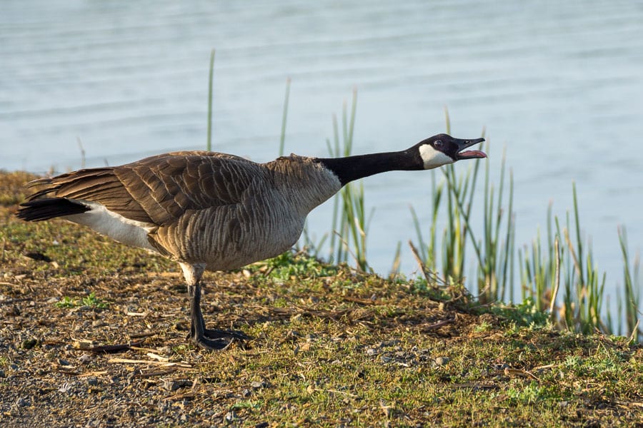 Canada Goose squawking