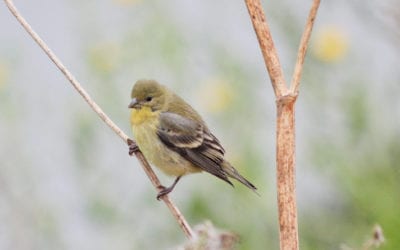 Monthly Bird Survey at Shollenberger: August 2019