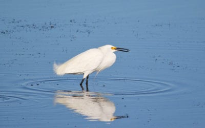 Monthly Bird Survey at Ellis Creek: July 2019