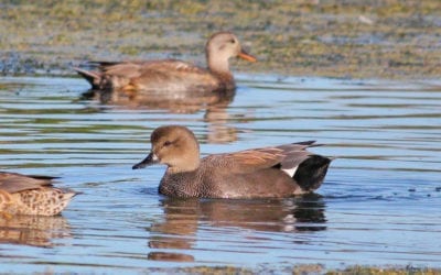 Monthly Bird Survey at Ellis Creek: September 2019