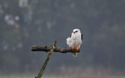 Monthly Bird Survey at Shollenberger: December 2019