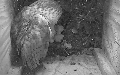 Barn Owl at ECWRF with Chicks