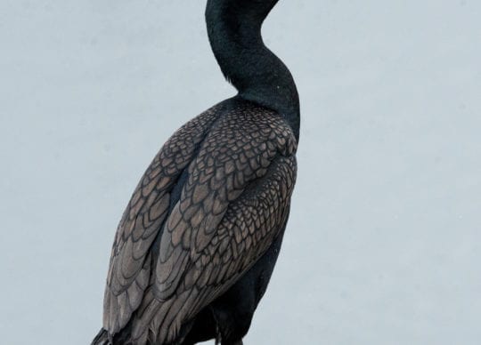Double Crested Cormorants at ECWRF