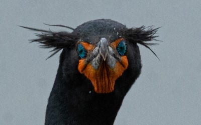 Double Crested Cormorants at ECWRF