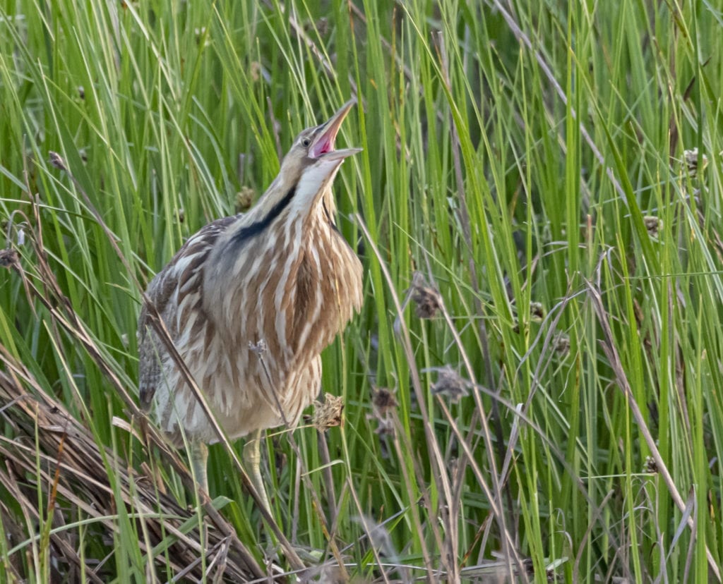 American Bittern