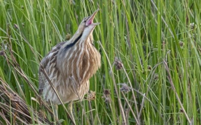 American Bittern Seen & Heard at Shollenberger