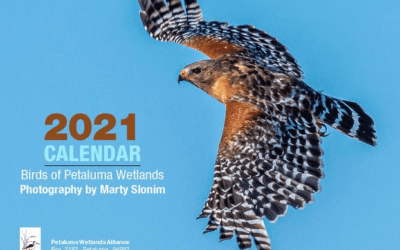 2021 Calendar with Bird photos by Marty Slonim – SOLD OUT!