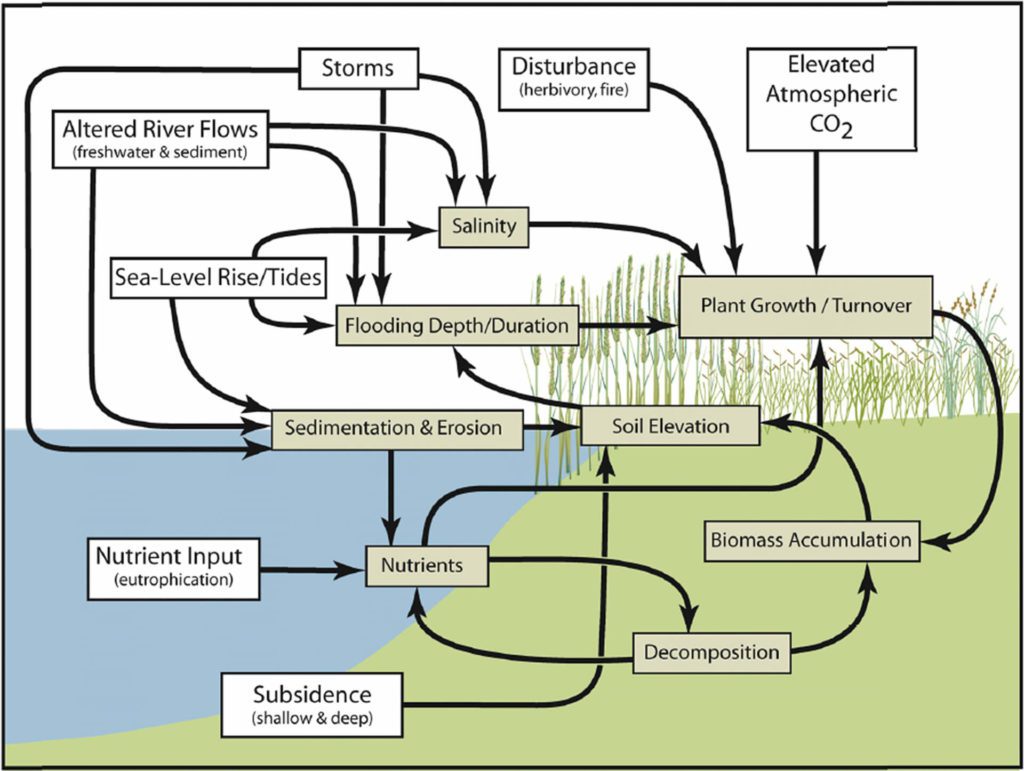 Increasing Salt Marsh Elevation Using Sediment Augmentation: Critical  Insights from Surface Sediments and Sediment Cores