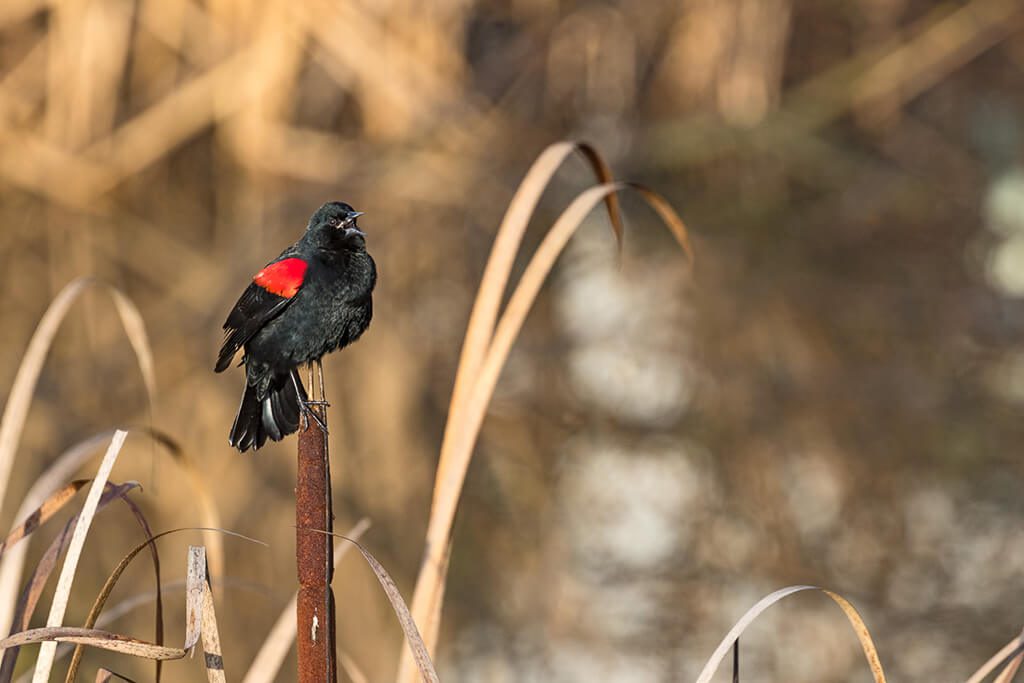 Red-winged blackbird